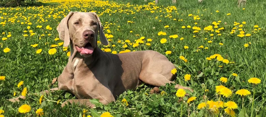 Ratgeber_Hund_RasseportraitsWeimaraner_1200x527 Entspannter brauner Hund liegt auf einer grünen Wiese voller gelber Löwenzahnblumen bei sonnigem Wetter