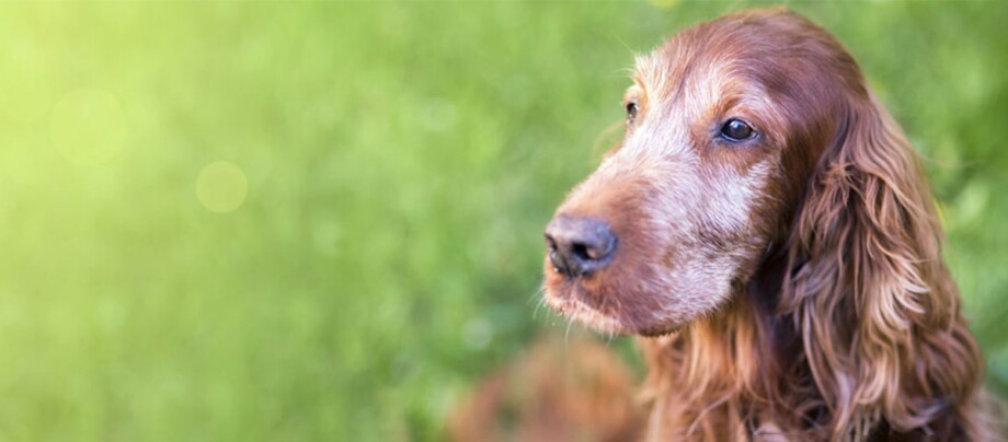 Ratgeber_Hund_Senior_1200x527 Nahaufnahme eines braunen Cocker Spaniel Hundes mit langem, welligem Fell im Freien vor grünem Hintergrund