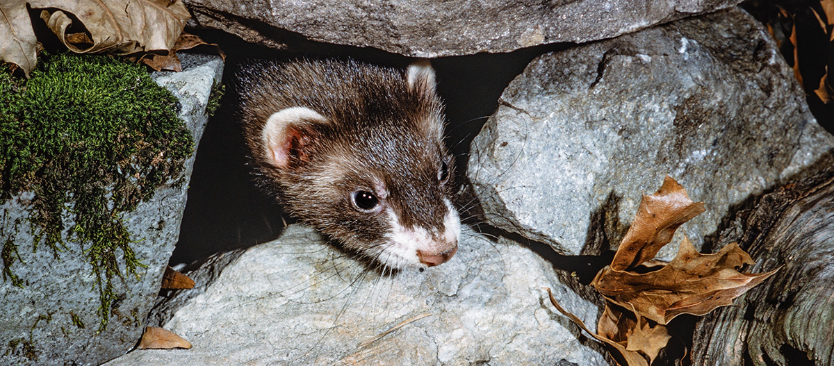 Ein Frettchen schaut zwischen zwei Steinen hervor. Nahaufnahme eines Baummarders, der aus einer Felsspalte zwischen Moos und trockenen Blättern hervorschaut