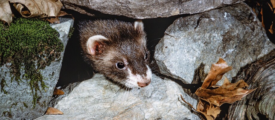 Ratgeber_Kleintier_Iltisstein_1200x527 Ein Frettchen schaut zwischen zwei Steinen hervor.