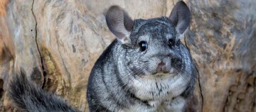 Nahaufnahme eines grauen Chinchillas mit weichem Fell vor einem Baumstamm