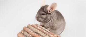 Niedliche graue Chinchilla neben einer kleinen Holzbrücke aus Naturästen vor weißem Hintergrund
