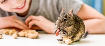 Kleines Degu-Nagetier isst eine Erdnuss auf einem weißen Tisch, während ein lächelndes Kind im Hintergrund zuschaut.