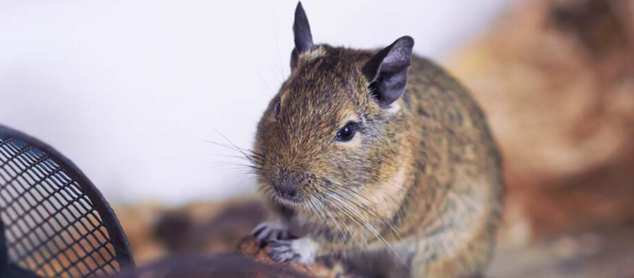 Ratgeber_Kleintier_degu_1200x527 Eine Nahaufnahme eines Degu.