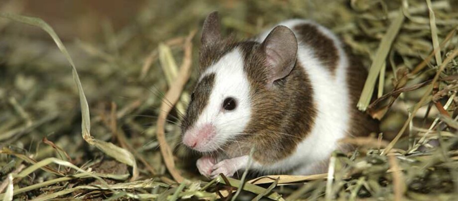 Nahaufnahme einer kleinen Maus mit braun-weißem Fell auf trockenem Heu