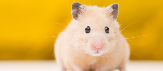 Nahaufnahme eines hellbraunen Hamsters vor gelbem Hintergrund, mit klar sichtbaren Schnurrhaaren und dunklen Augen