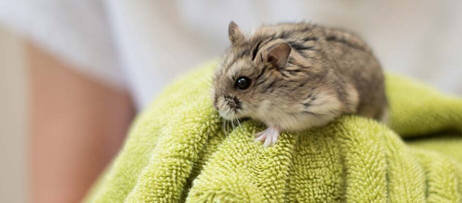 Ratgeber_Kleintier_hamster-handtuch_1200x527 Ein kleiner Hamster sitzt auf einem Handtuch.