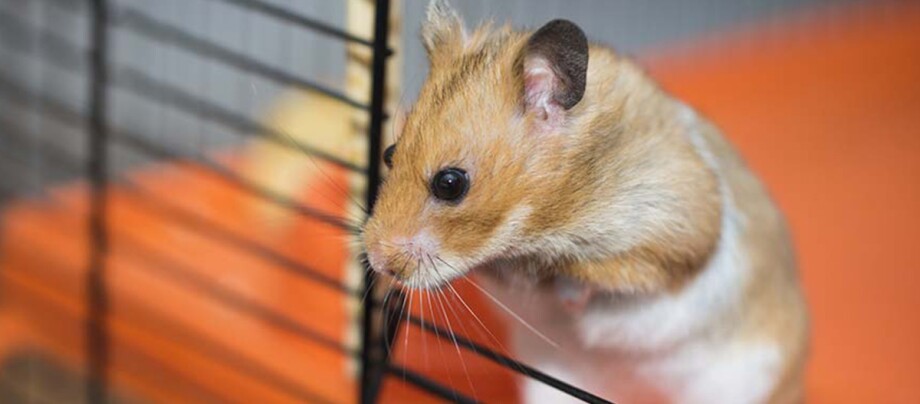 Ratgeber_Kleintier_hamster-kaefig_1200x527 Ein Hamster klettert aus einem Käfig.