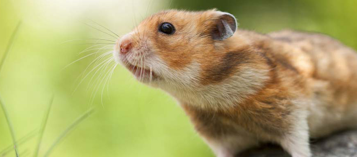 Eine Nahaufnahme eines Hamsters.