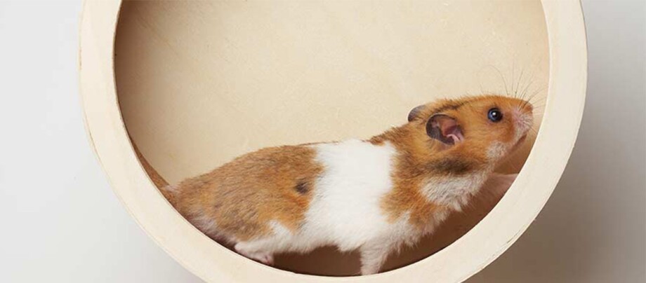 Ratgeber_Kleintier_hamsterrad_1200x527 Ein Hamster im Hamsterrad.