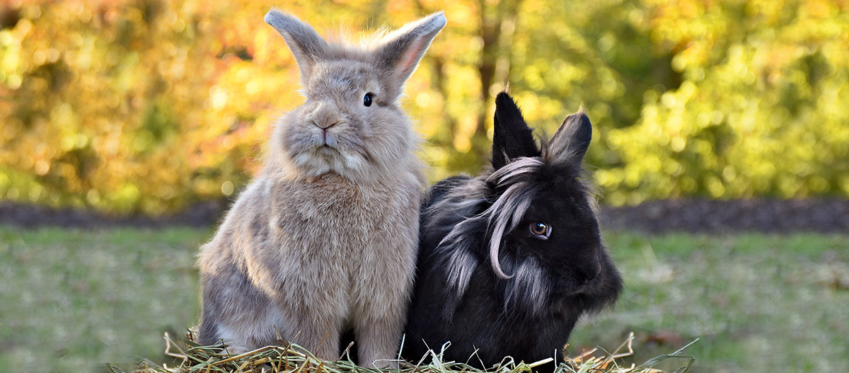 Zwei Kaninchen, eines hellbraun und eines schwarz mit weißen Streifen, sitzen zusammen auf Heu vor herbstlichem, verschwommenem Hintergrund.