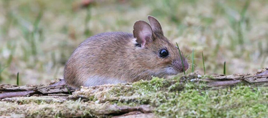 Ratgeber_Kleintier_maus_1200x527 Eine Nahaufnahme einer Maus.
