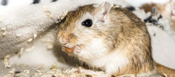 Nahaufnahme einer kleinen Wüstenrennmaus mit braun-weißem Fell, die in Holzspänen sitzt und ein Stück Futter frisst