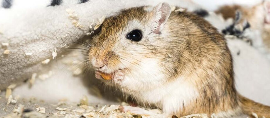 Ratgeber_Kleintier_mausfrisst_1200x527 Eine Rennmaus frisst.