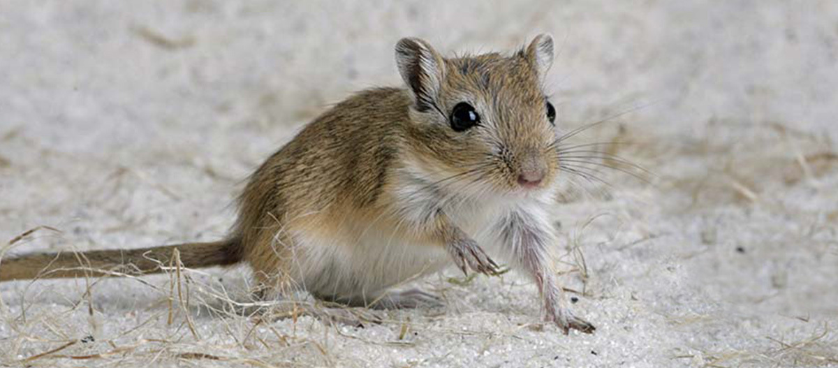 Ratgeber_Kleintier_maussand_1200x527 Eine Nahaufnahme eines Gerbils.