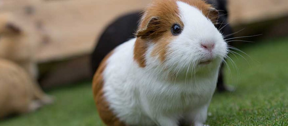 Ratgeber_Kleintier_meerschweinchen-draussen_1200x527 Eine Nahaufnahme eines Meerschweinchen.