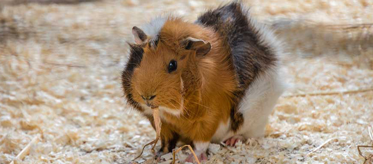 Ein Meerschweinchen frisst etwas Stroh. Niedliches Meerschweinchen mit braunem, schwarzem und weißem Fell, das Heu auf Holzspänen frisst