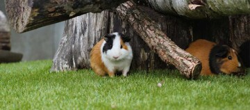 Zwei Meerschweinchen