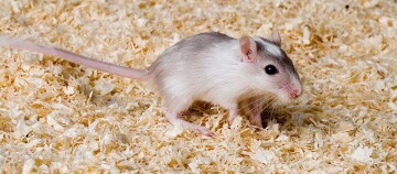 Kleine weiß-graue Rennmaus auf Holzspänen in natürlicher Umgebung