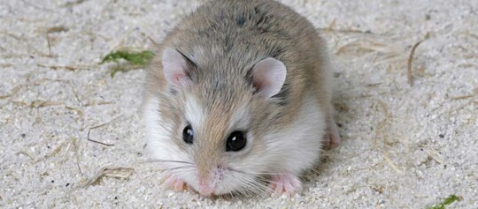 Kleiner niedlicher Hamster mit braun-weißem Fell sitzt auf sandigem Untergrund