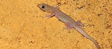 Kleiner Gecko mit großen Augen auf sandigem Untergrund, Nahaufnahme eines Reptils in natürlicher Umgebung