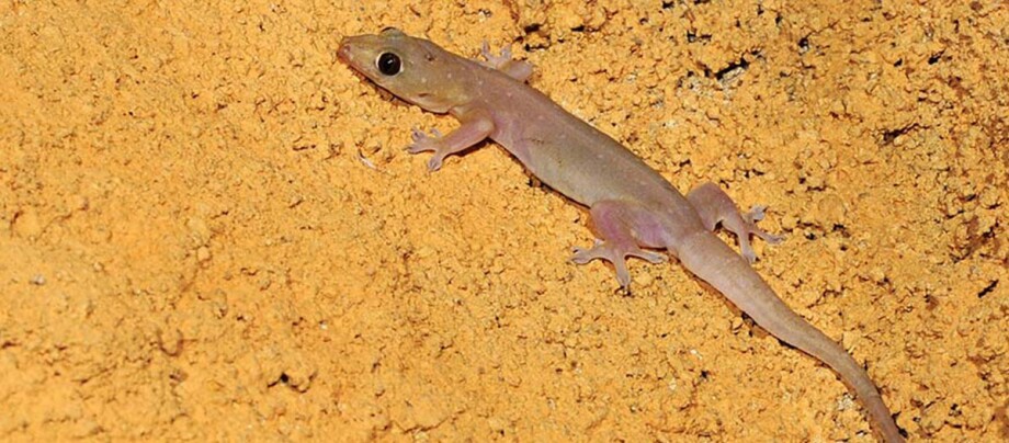 Ratgeber_Terra_asiatischer_hausgecko_1200x527 Kleiner Gecko mit großen Augen auf sandigem Untergrund, Nahaufnahme eines Reptils in natürlicher Umgebung