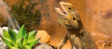 Nahaufnahme eines Bartagame