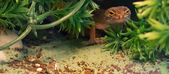 Nahaufnahme eines Gecko-Echsen, der sich zwischen grünen Sukkulenten versteckt, mit gelben Augen und braun-orangefarbenem Körper auf sandigem Boden.
