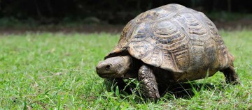 Europäische Landschildkröte im Gras