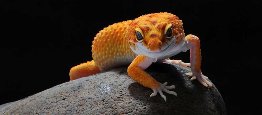 Ratgeber_Terra_geckos_arten Nahaufnahme eines leuchtend orangefarbenen Leopardgeckos auf einem Felsen vor schwarzem Hintergrund