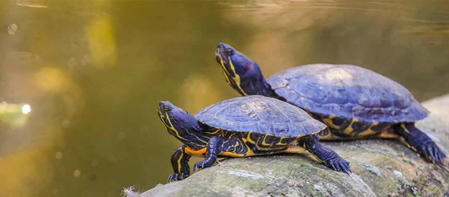 Zwei Schildkröten mit gelben Markierungen sonnen sich auf einem Felsen am Wasser.
