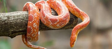 Nahaufnahme einer orange-weißen Kornnatter, die sich um einen Baumzweig windet