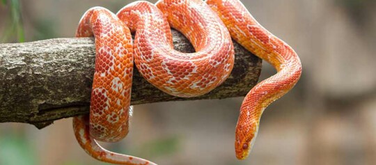 Nahaufnahme einer orange-weißen Kornnatter, die sich um einen Baumzweig windet