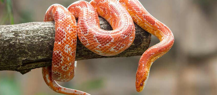 Nahaufnahme einer orange-weißen Kornnatter, die sich um einen Baumzweig windet