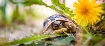 Kleine Schildkröte kriecht durch grünes Gras neben einer gelben Löwenzahnblume in der Natur