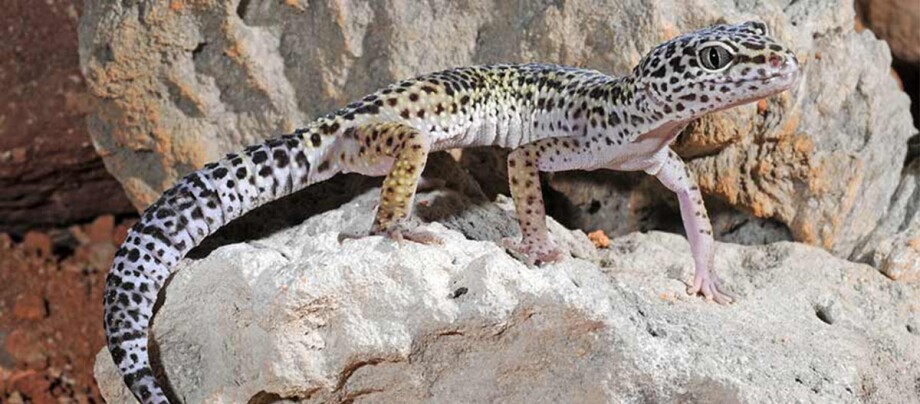 Ratgeber_Terra_leopardgecko_1200x527 Nahaufnahme eines Leopardengeckos mit Fleckenmuster auf einem Felsen in natürlicher Umgebung