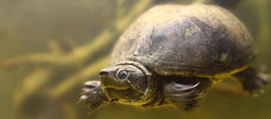Nahaufnahme einer unter Wasser schwimmenden Schildkröte in ihrem natürlichen Lebensraum