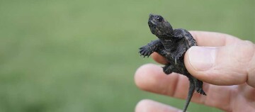 Nahaufnahme einer Hand, die eine kleine schwarze Baby-Schildkröte vor einem grünen, unscharfen Hintergrund hält