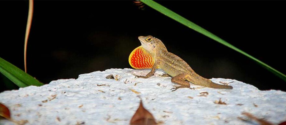 Eine Nachtaufnahme eines Rotkehlanolis. Kleiner brauner Leguan mit leuchtend orange-gelbem Kehllappen auf weißem Felsen vor dunklem Hintergrund