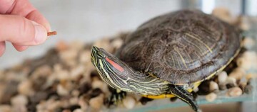 Nahaufnahme einer Rotwangen-Schmuckschildkröte, die von einer Hand mit einem Futterstück gefüttert wird, in einem Aquarium mit Kieselsteinen.