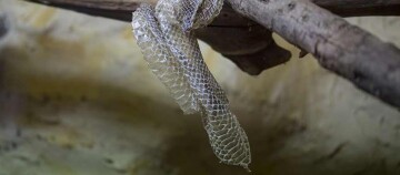 Nahaufnahme einer durchsichtigen, abgelegten Schlangenhaut, die an einem Ast hängt, mit sichtbarem Schuppenmuster