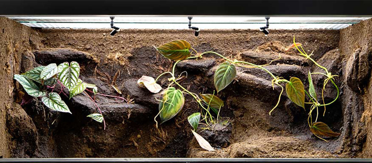 Eine leeres Terrarium. Natürlich gestaltetes Terrarium mit Kletterpflanzen, Beleuchtung und erdiger Felsstruktur