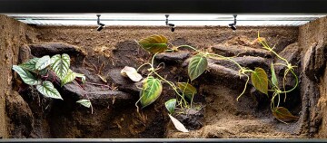 Natürlich gestaltetes Terrarium mit Kletterpflanzen, Beleuchtung und erdiger Felsstruktur