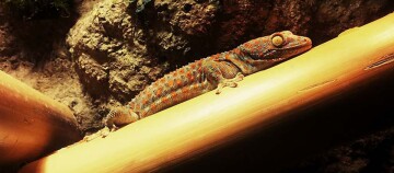 Nahaufnahme eines Tokay-Geckos mit blaugrauem Körper und orangefarbenen Flecken auf einem hellen Holzast vor felsigem Hintergrund.