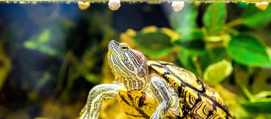 Nahaufnahme einer Rotwangen-Schmuckschildkröte unter Wasser mit detaillierten Mustern auf Panzer und Haut, umgeben von Wasserpflanzen.