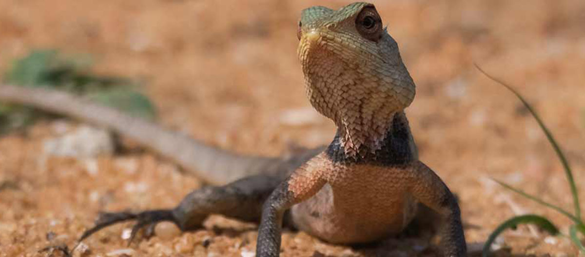 Ratgeber_Terra_wueste_terrarium_1200x527 Nahaufnahme einer Echse mit detaillierten Schuppen auf sandigem Boden in natürlicher Umgebung