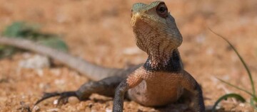 Nahaufnahme einer Echse mit detaillierten Schuppen auf sandigem Boden in natürlicher Umgebung