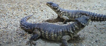 Zwei Dornteufel-Echsen mit stacheliger Haut auf sandigem Boden, Nahaufnahme von stacheligen Echsen in natürlicher Umgebung