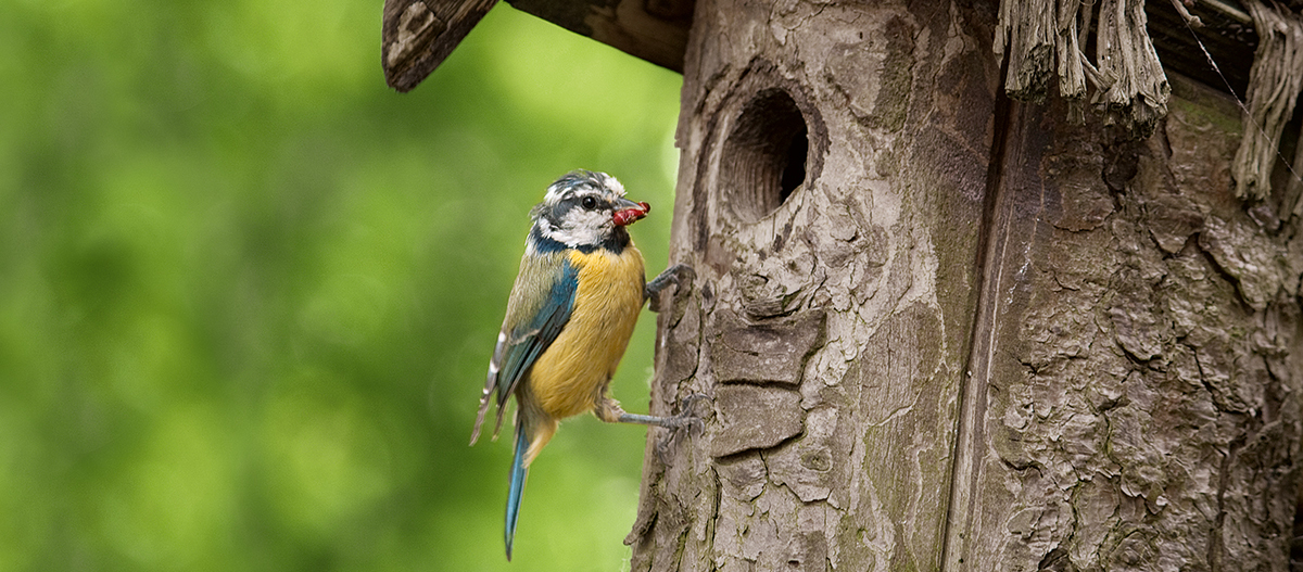Ratgeber_Vogel_Blaumeise_Vogelhaus_1200x527 Blaumeise mit rotem Insekt im Schnabel am Baumstamm vor Vogelhaus im Grünen