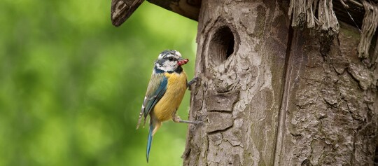 Blaumeise mit rotem Insekt im Schnabel am Baumstamm vor Vogelhaus im Grünen